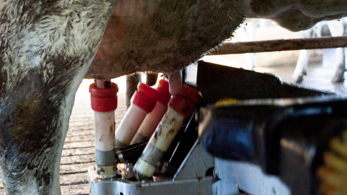 Die Milchbauern sehen sich durch niedrige Preise teilweise in ihrer beruflichen Existenz bedroht.