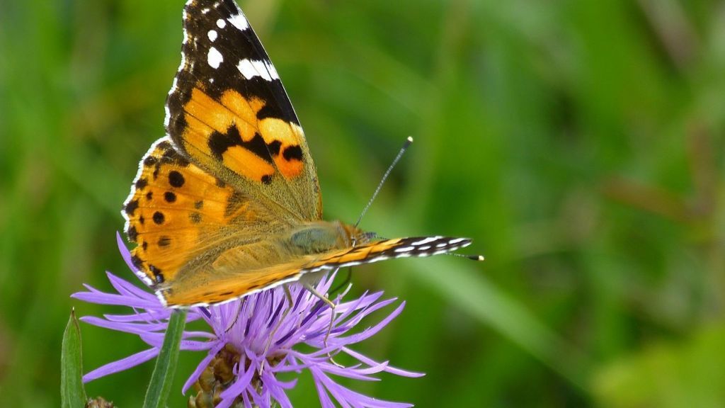 Auch Distelfalter haben darunter zu leiden, dass der Lebensraum für Schmetterlinge weiter abnimmt. von Christa Lachmann/BUND