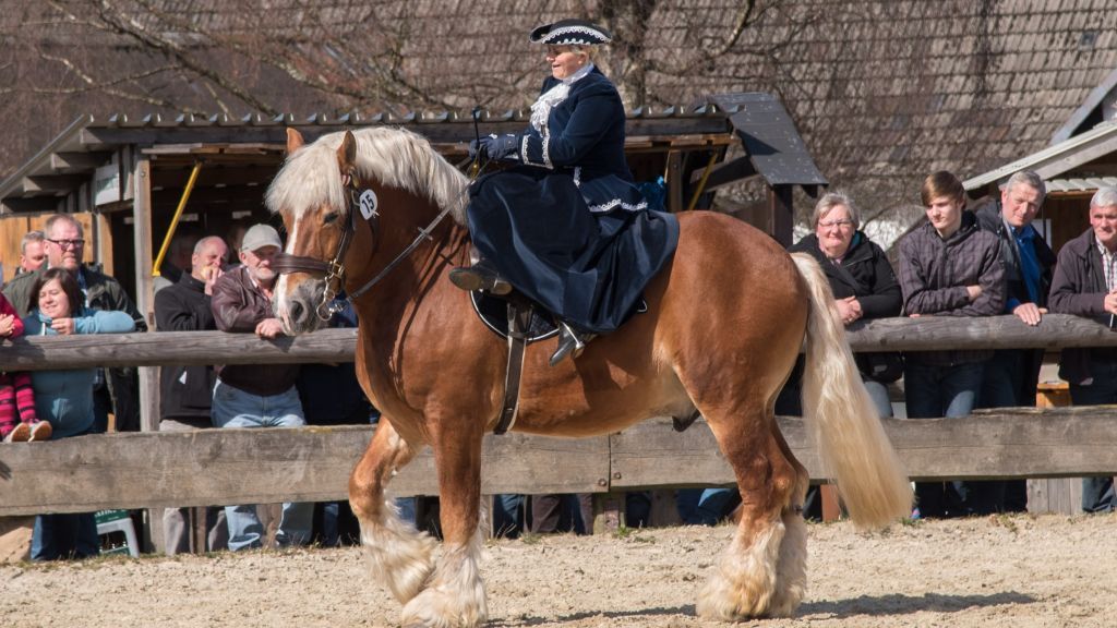 Im "Damensitz" präsentierte sich diese Reiterin auf ihren Kaltblüter. von Karsten Grobbel