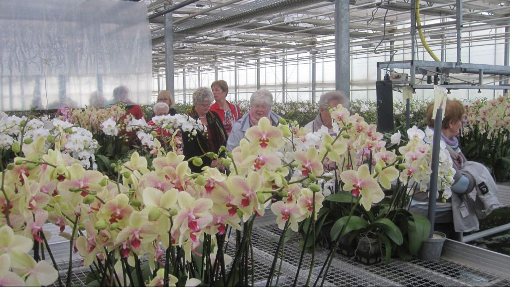 Zahlreiche Varianten der Orchidee können in Grevenbrück begutachtet werden. von VDK Wenden / privat