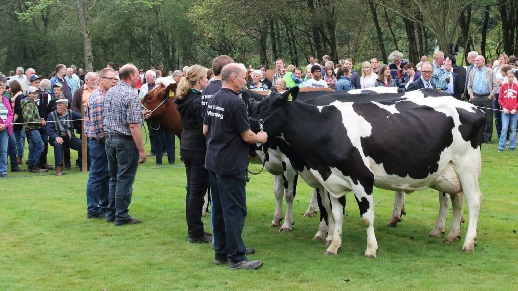 In diesem Jahr werden lokale Tiere beim Ernte- und Tierschaufest in Drolshagen ausgestellt. von Landwirtschaftlicher Lokalverein Drolshagen
