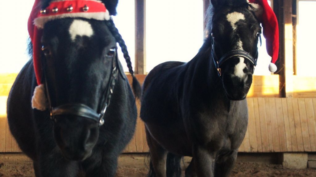 Die Pferdeabteilung stellt sich beim Tag der offenen Tür auf Heinemanns Hof vor. von privat