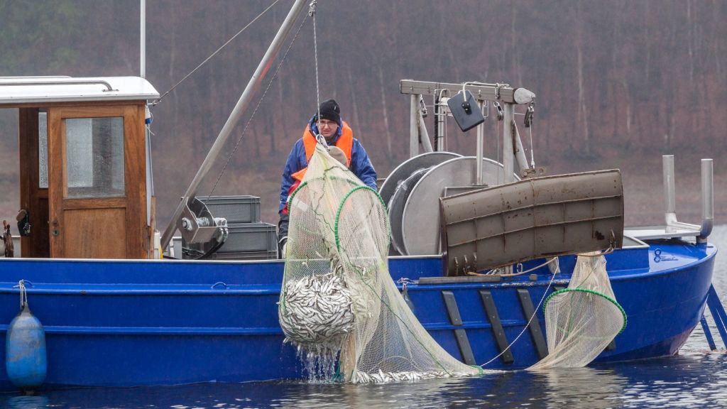 Mithilfe von Schleppnetzen regulieren die Fischwirte des Ruhrverbands die Bestände der Kleinen Maräne in der Biggetalsperre. Deren massenhaftes Vorkommen könnte ansonsten die Wasserqualität beeinträchtigen. von Ruhrverband
