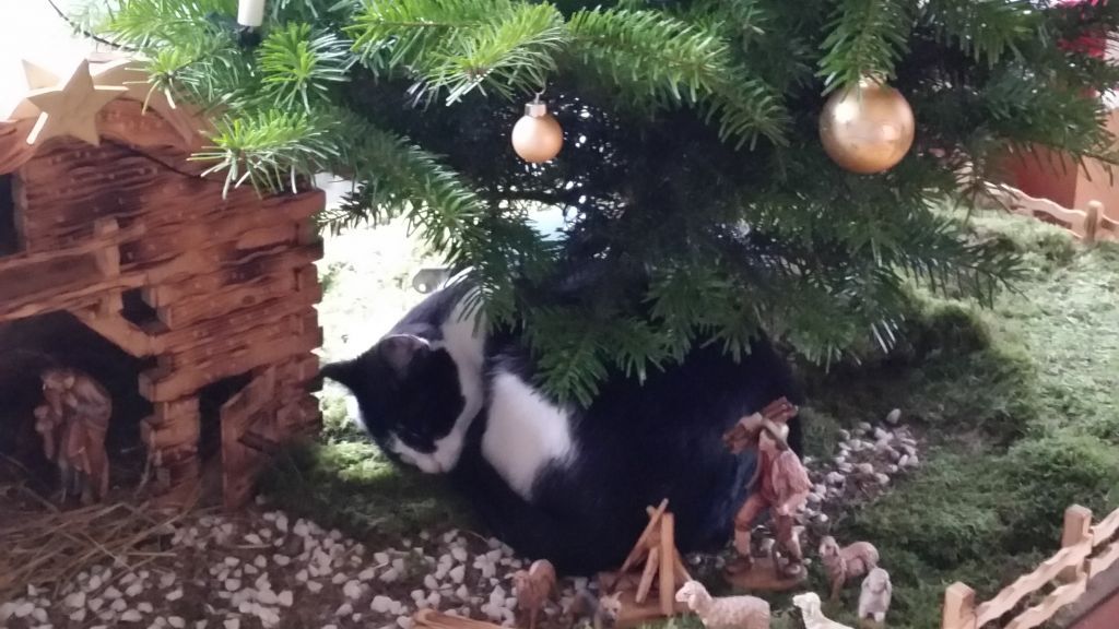 Unterm Weihnachtsbaum ist es doch einfach am gemütlichsten - das findet zumindest Katze Zoe aus Heid. von Petra Knott