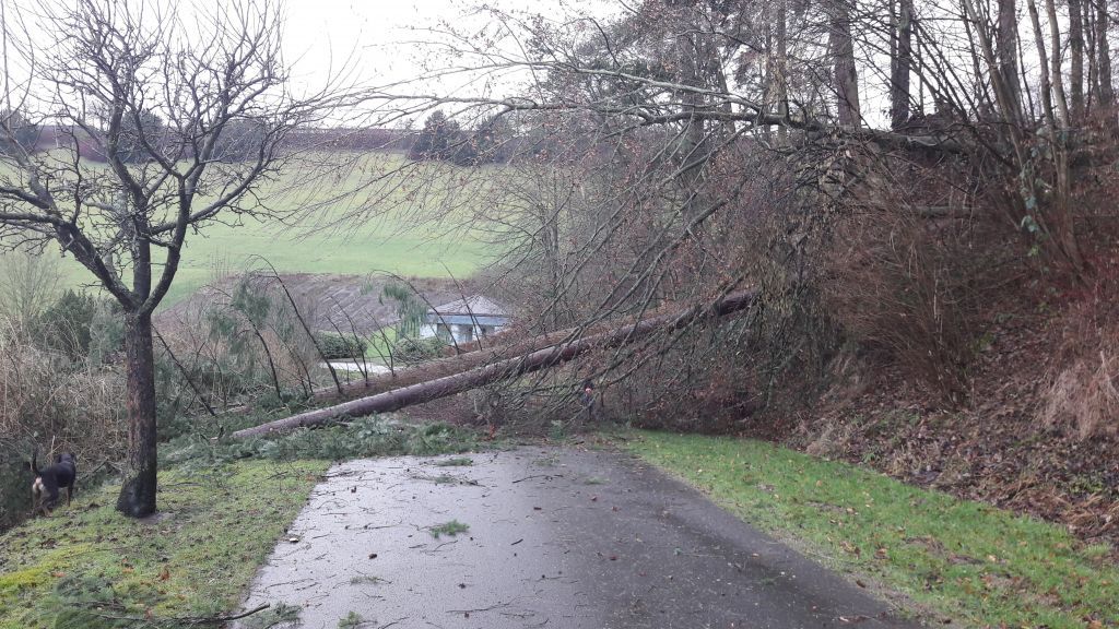 Umgestürzte Bäume am Randweg der Sorpetalsperre. von Ruhrverband