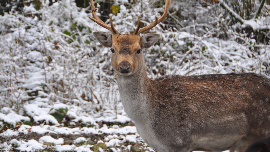 Im April ist Jagdprüfung im Kreis Olpe. von Symbol Ina Hoffmann