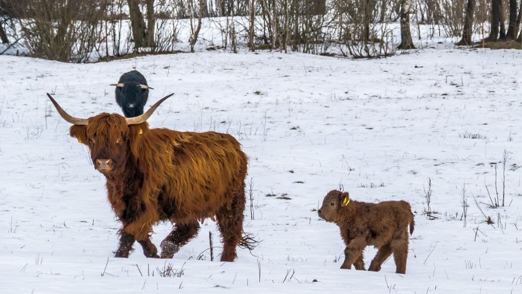 Bei den Schottischen Hochlandrindern in Benolpe ist Nachwuchs zur Welt gekommen. von Otto Kordes