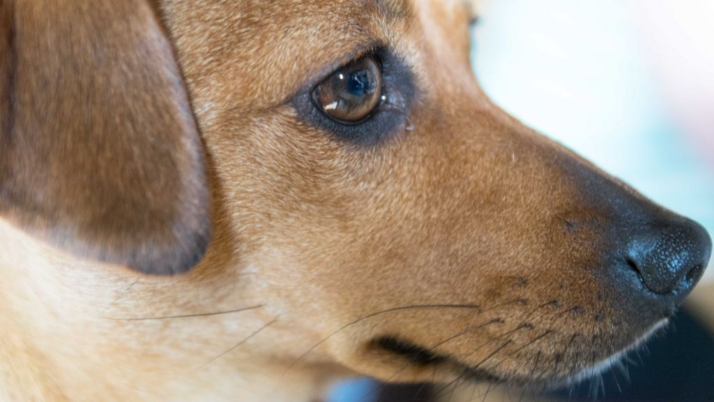  von Symbol Nils Dinkel