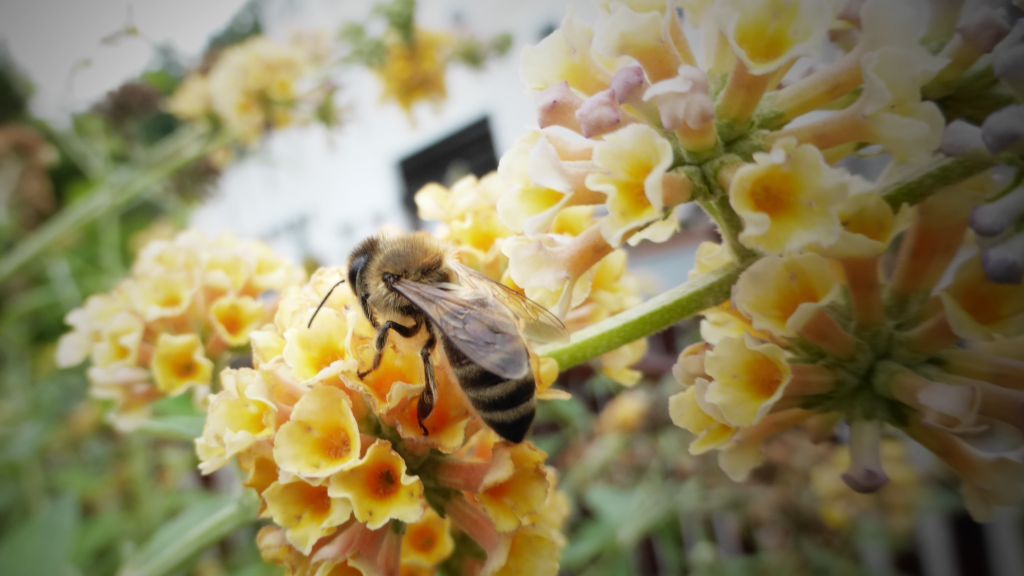 Liegen den Imkern besonders am Herzen: Die Bienen. von Barbara Sander-Graetz