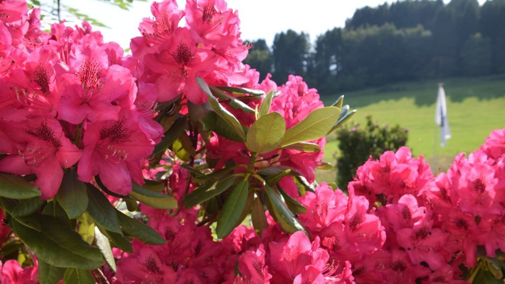  von Symbol Prillwitz