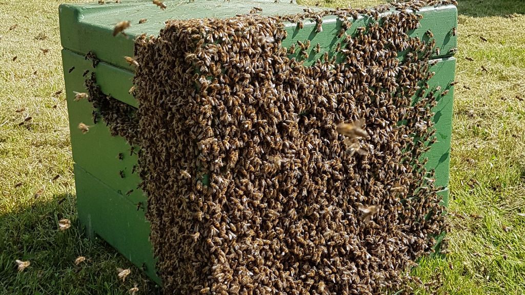 Der Imker hat den Schwarm „eingeschlagen“. Die Königin ist in der Neuen Bienenbehausung und die restlichen Bienen ziehen nach und nach ein. von privat