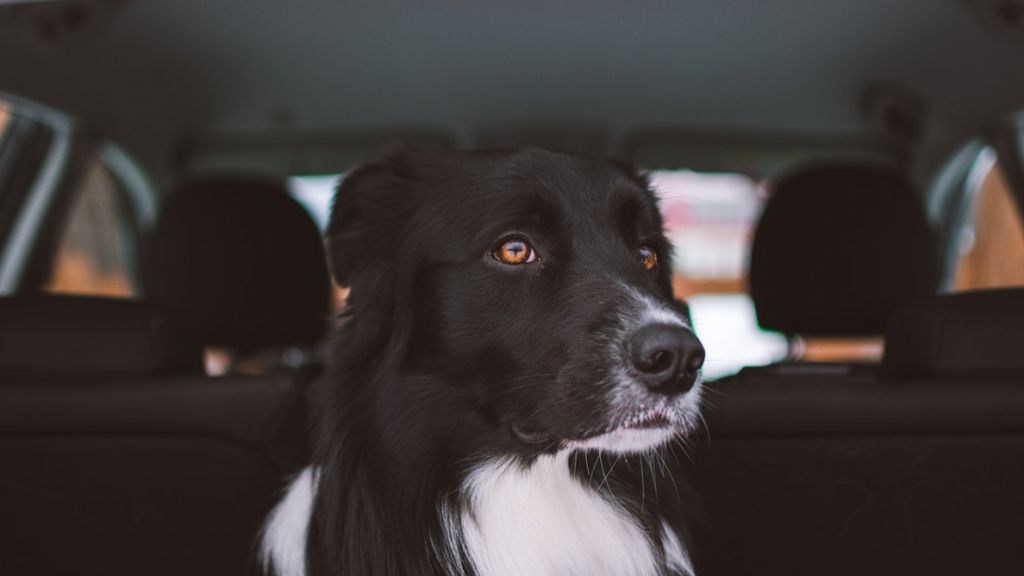 „Keinesfalls dürfen Hunde und andere Tiere alleine im Auto gelassen werden", teilt der Deutsche Tierschutzbund mit. von Symbol Unsplash/Tadeusz Lakota