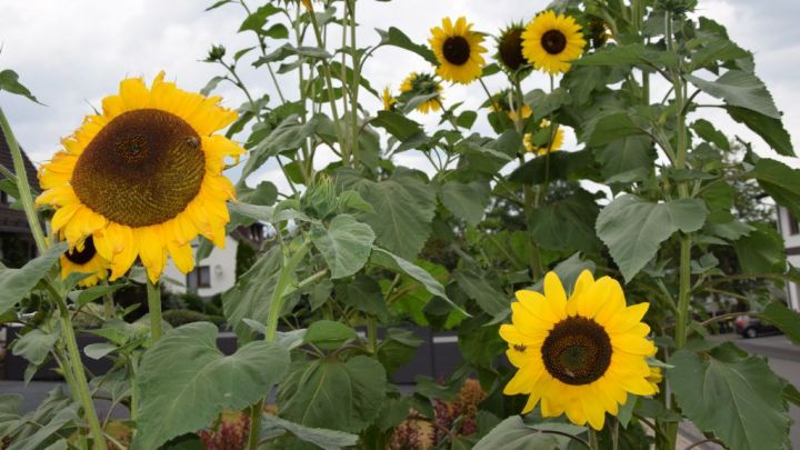 Leserfoto riesige Sonnenblumen vor Kochs' Haus in Wenden