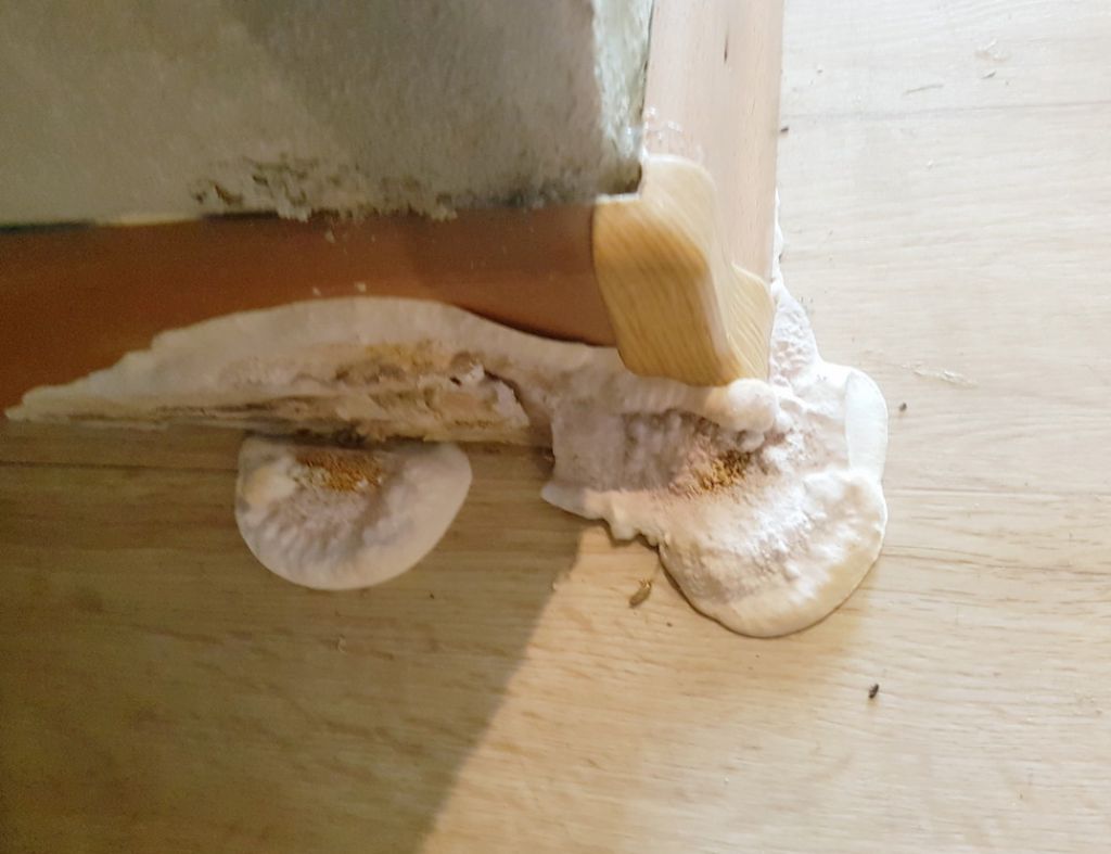  von Sachverständigenbüro Wolfgang Maasjost GmbH