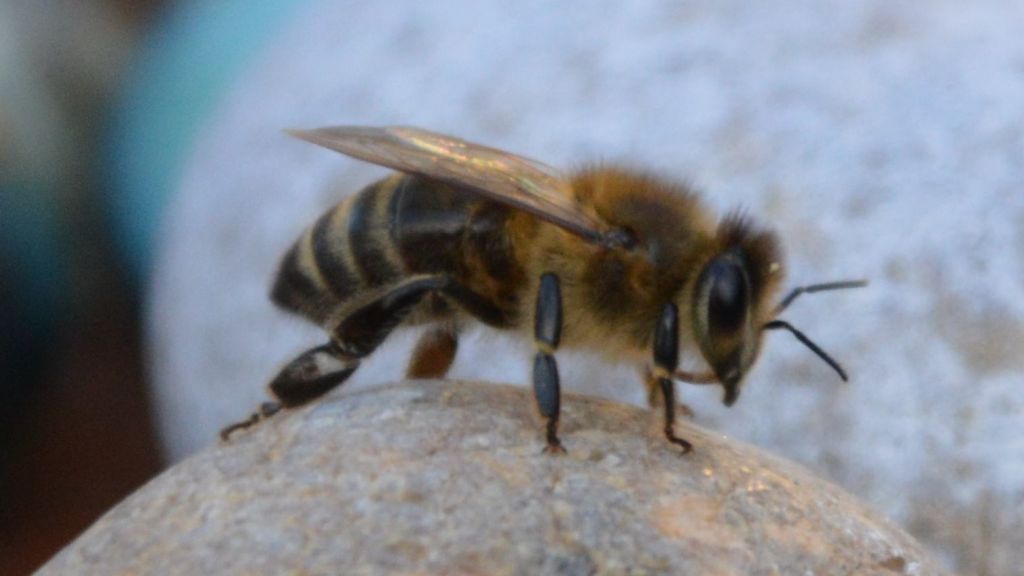  von Barbara Sander-Graetz