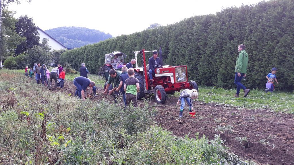 Der Heimatverein lädt wieder zur Kartoffelernte ein. von privat