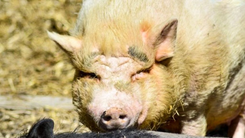 Die Afrikanische Schweinepest (ASP) kann für Schweine tödlich ausgehen. von Symbol Nils Dinkel