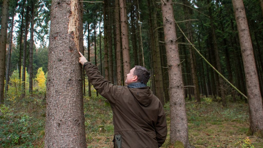 Forst-Ingenieur Michael Sommer zeigt: Auch dieser Baum ist schon von den Borkenkäfern befallen. von Christine Schmidt