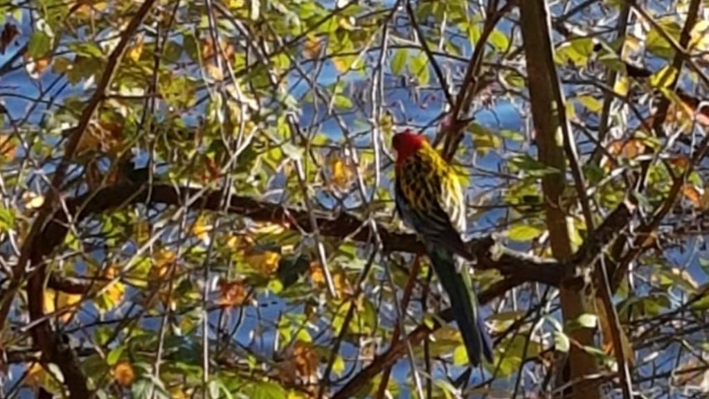 Seit einigen Wochen sitzt am Olper Biggesee ein Papagei im Baum. LP-Leser André Dodt fragt: Wem gehört der Vogel? von André Dodt