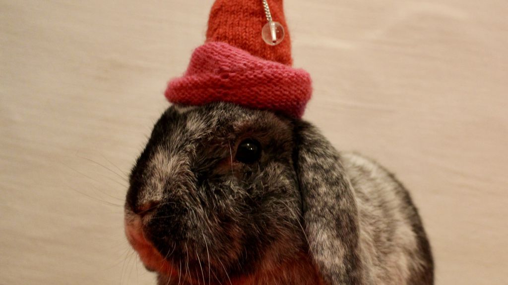 Stolz trägt Kaninchen Moritz seine Socken-Mütze und schafft es damit hinter das zehnte Türchen unseres Adventskalenders. von Patricia Korn