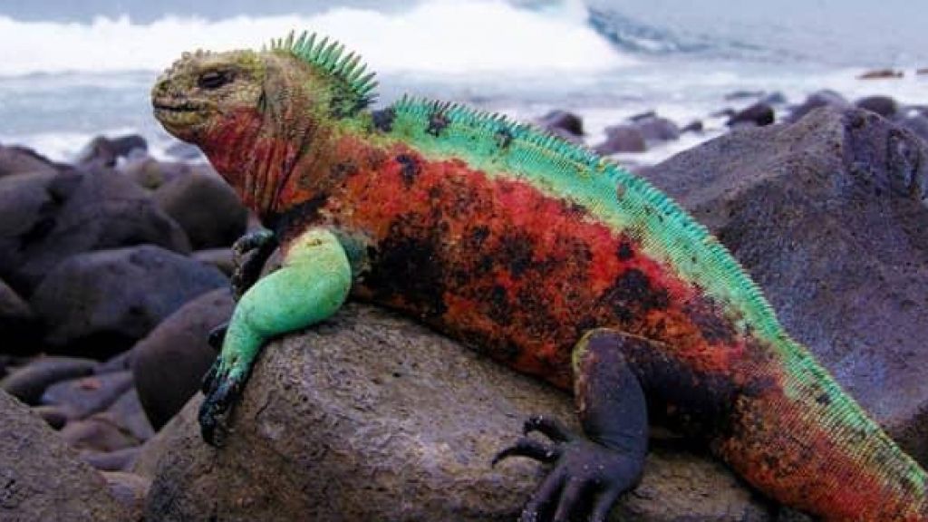 Die Tierwelt auf den Galapagos-Inseln ist Teil des Vortrages. von privat