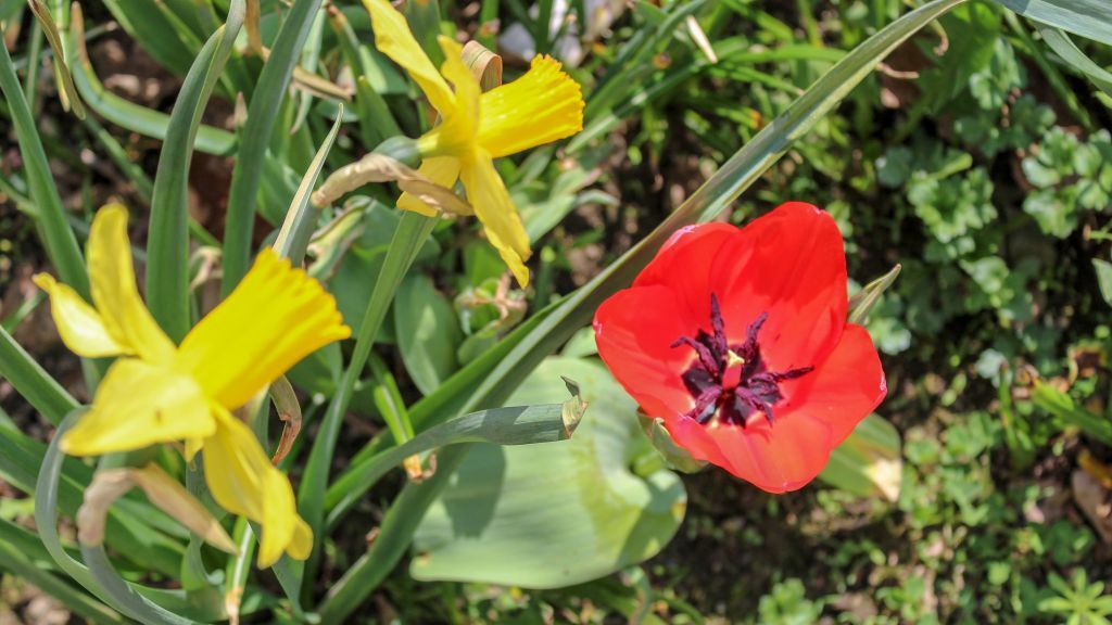  von Symbol Marla Rohrmann