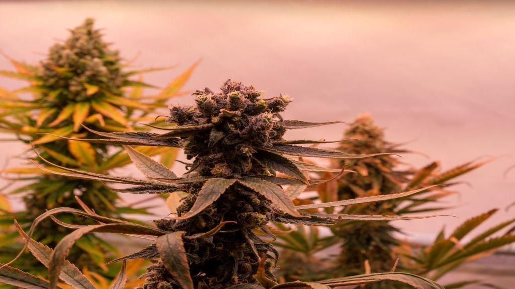  von Symbol Nils Dinkel