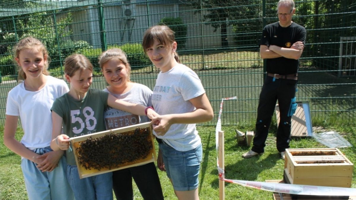Der Höhepunkt der Bienenexkursion der Sechstklässler des St.-Ursula-Gymnasiums waren die vollbesetzten Bienenrahmen zum Anfassen. von Henrike Schröter