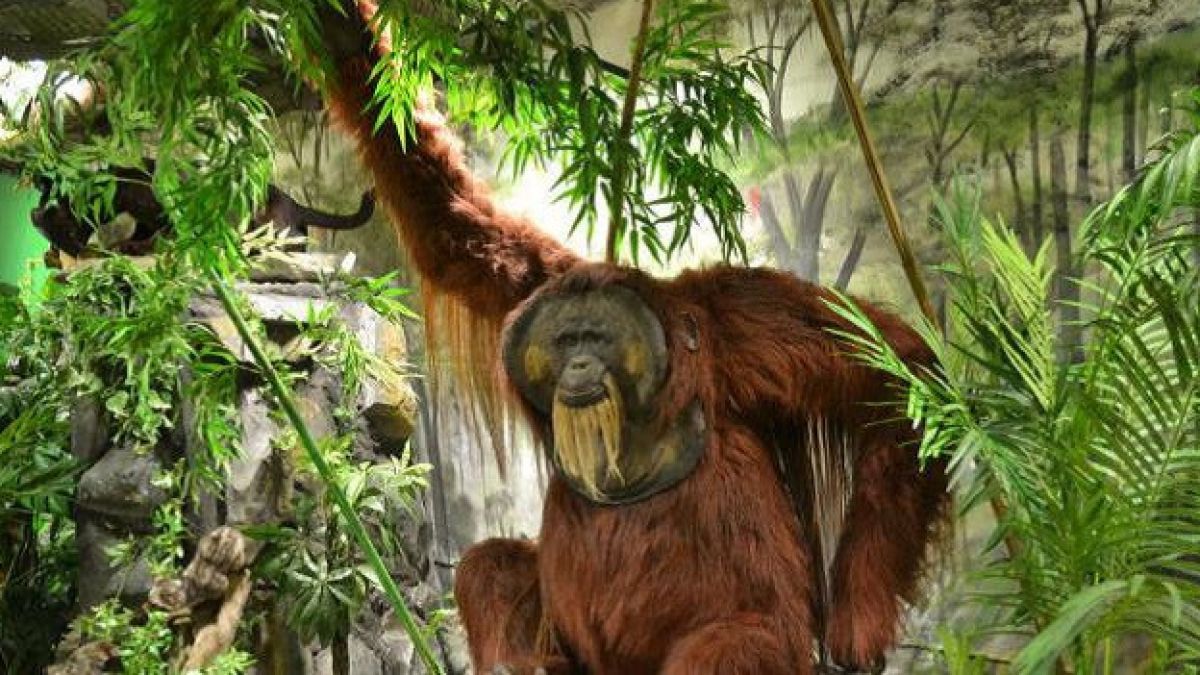 Ausgewachsene Orang-Utans beindrucken die Besucher. von privat