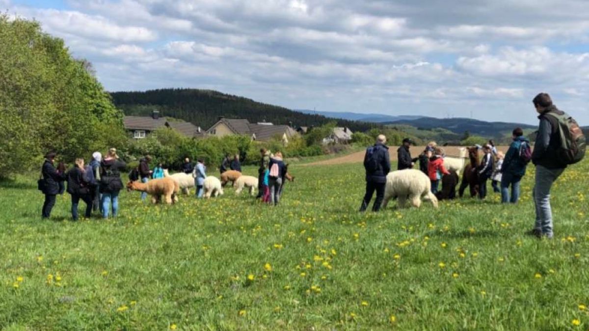 Eine Alpakawanderung zugunsten des Kinder- und Jugendhospizes findet im August in Olpe statt. von privat