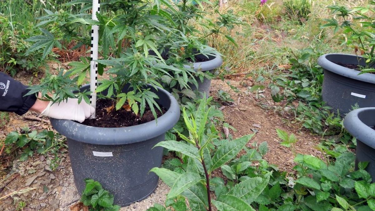 Die Polizei hat Cannabispflanzen in einem Waldgebiet in Attendorn entdeckt. von Polizei Olpe