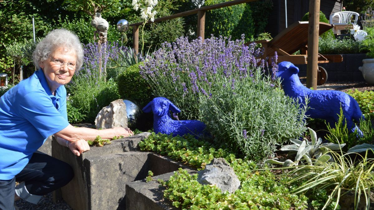 Alles blau: Renate Dohle mit ihren blauen Lämmern im Lavendel. von Barbara Sander-Graetz