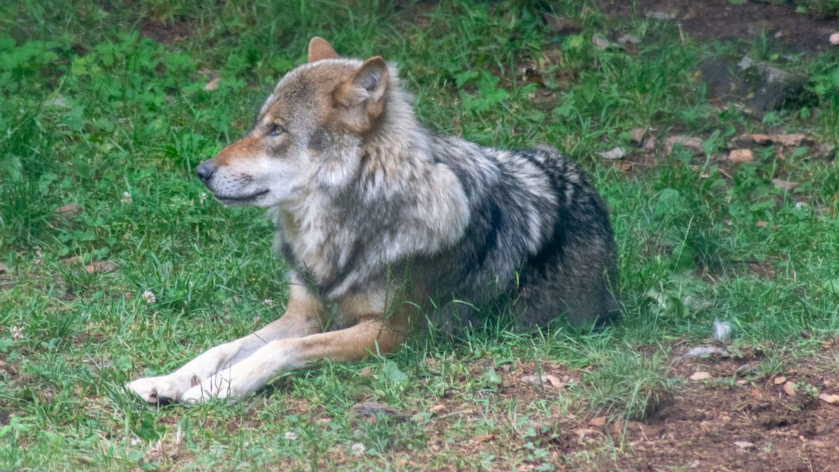  von Symbol Nils Dinkel