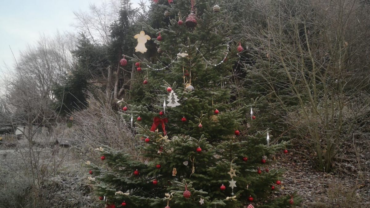 „Der schönste Weihnachtsbaum in Altenhundem steht an der Steinkuhle“ - darin ist sich die Nachbarschaft absolut einig. von privat