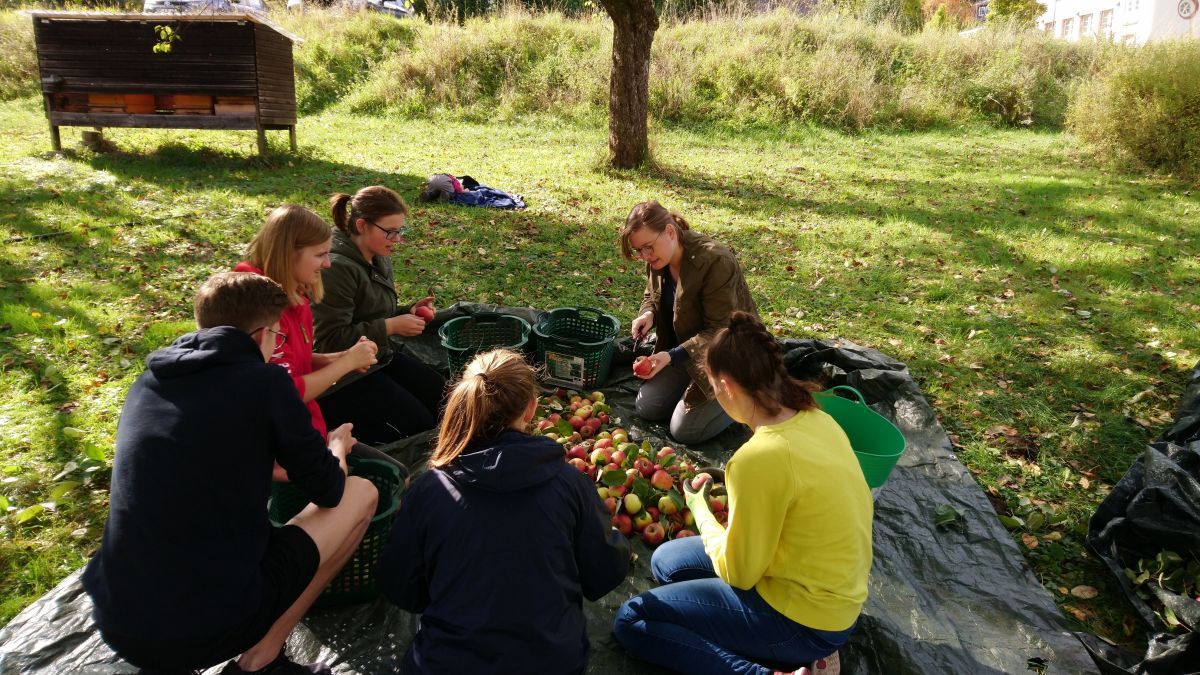 Apfelernte am GymSL. Mit nachhaltigen Projekten setzen sich die Schüler für die Umwelt ein. von privat