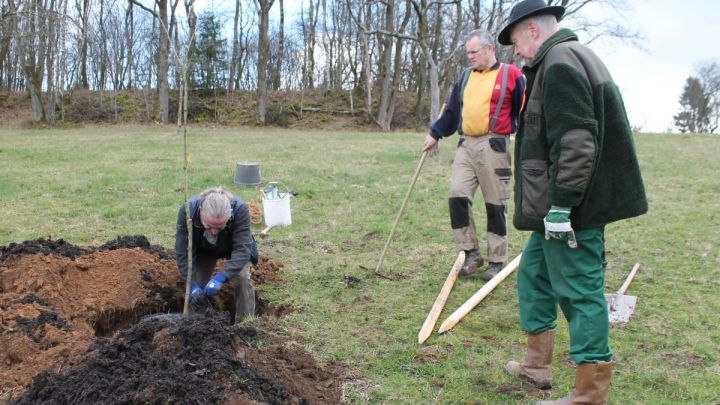 Heimatverein Drolshagen pflanzt Obstbäume auf eigener Wiese