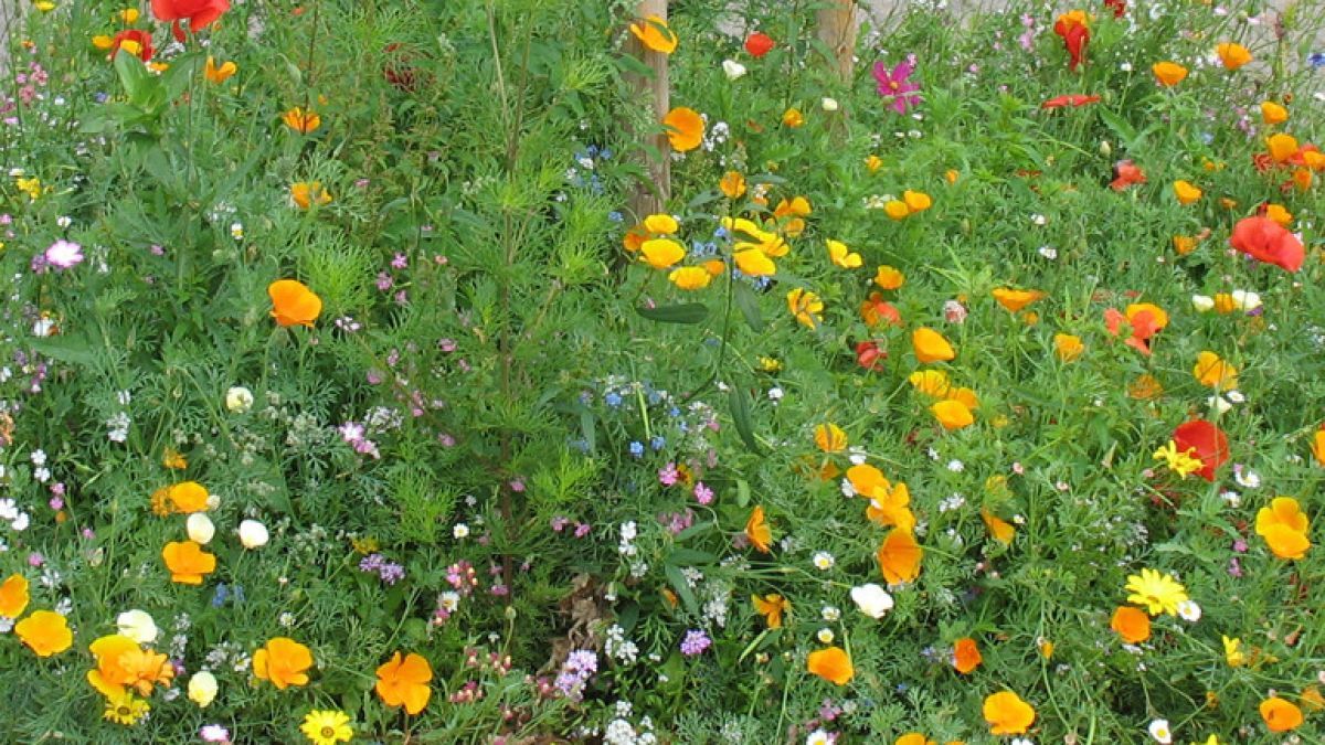 Malen für die Bienen: Aufruf an Kindergarten- und