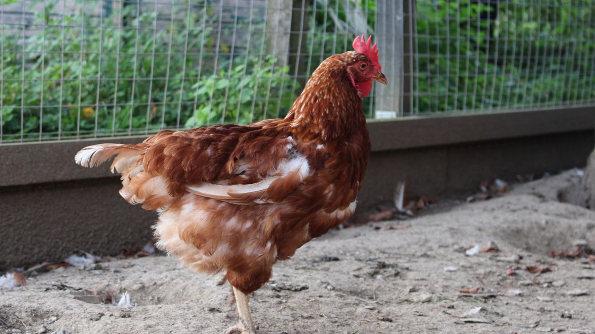 20 Hühner wurden jetzt aus einem Garten in Attendorn gestohlen. von Symbol Patricia Korn