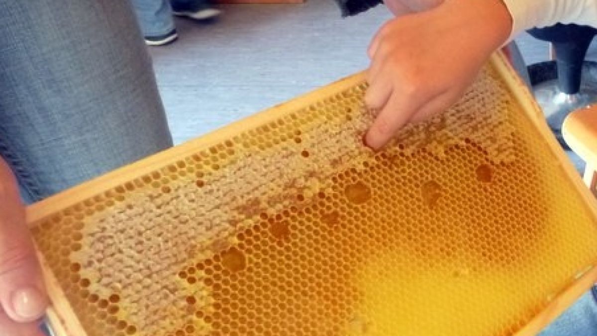Der Wet des gestohlenen Bienenvolkes beträgt etwa 500 Euro.