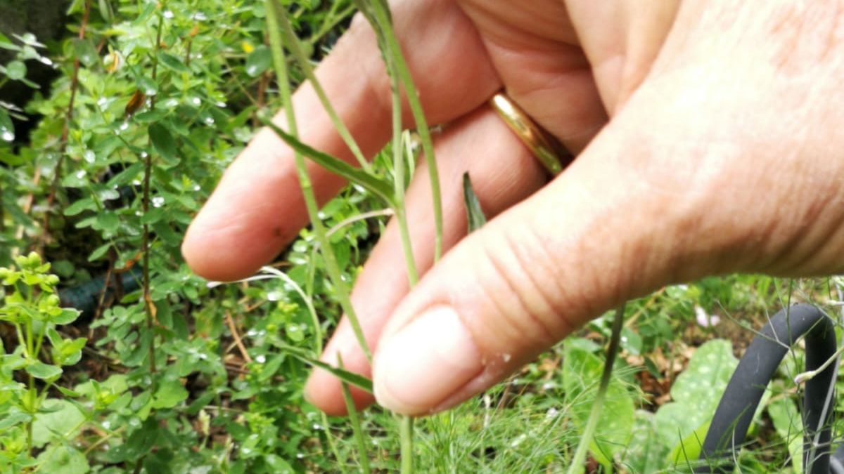 Das Kleinblütige Weidenröschen ist die Pflanze des Monats Juli. von Astrid Struck