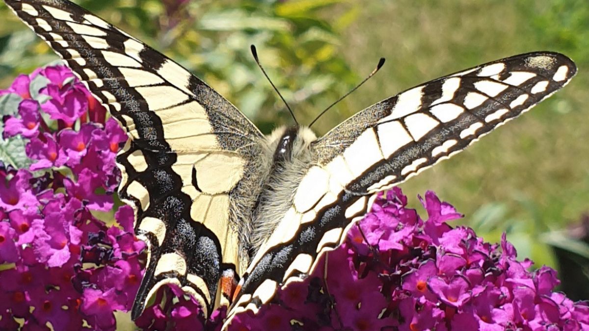 Um so ein schönes Motiv zu schießen, braucht man Geduld und Ruhe. von Ulla Schäfer