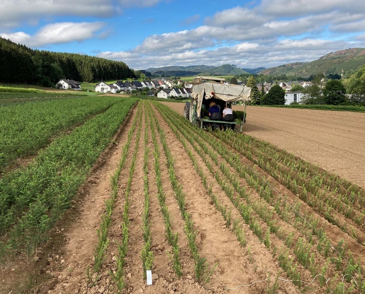  von Forstbaumschulen Wilhelm Röttgers