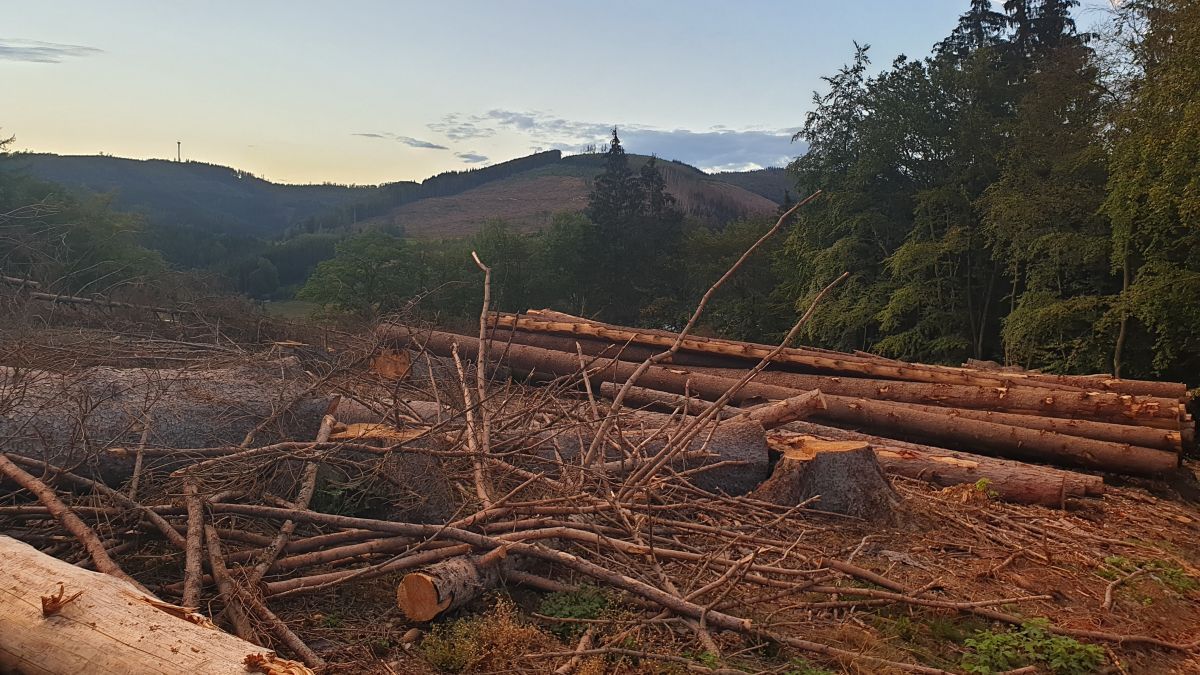 So wie in Langenei wird der Wald auch an vielen weiteren Stellen im Kreis Olpe gerodet. von Symbl Nils Dinkel