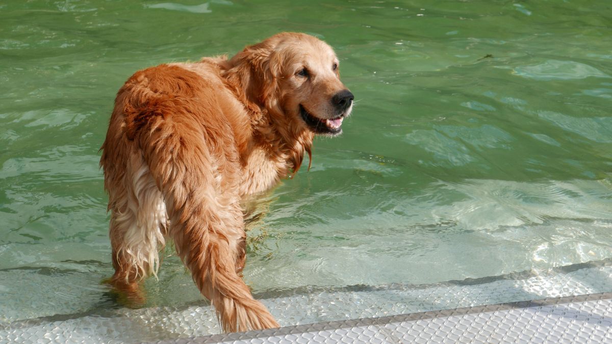 Das erste Hundeschwimmen im Kreis Olpe war gut besucht. von Sofia Isphording