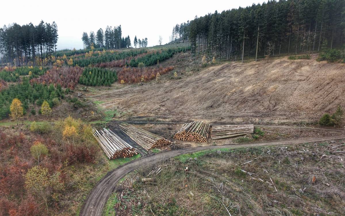 Ein Bild der Zerstörung: Der Borkenkäfern hat vielerorts die jahrzehntelange Arbeit der Waldbauern zerstört. von Nils Dinkel