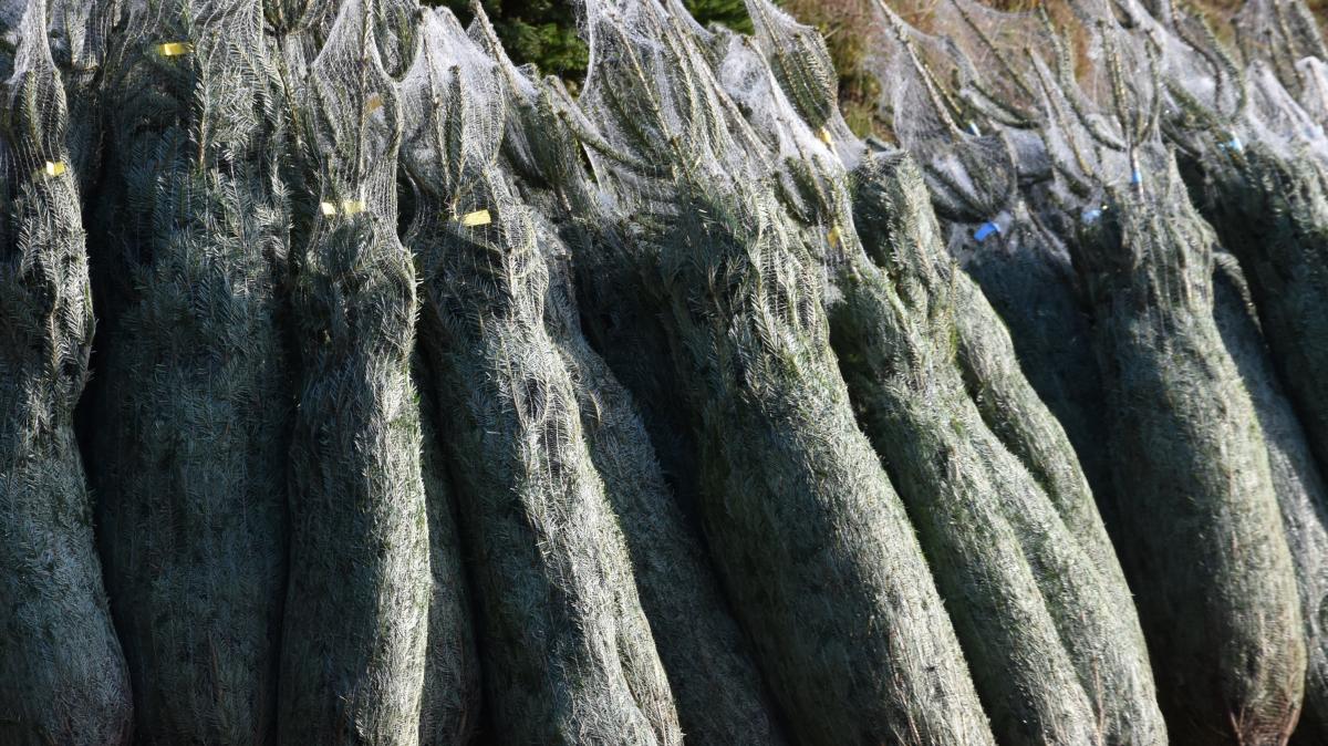 Tannenbäume können in der Gemeinde Finnentrop zerkleinert in die Biotonne und in eigens von der Gemeinde angebotene Papiersäcke.  von Nicole Voss