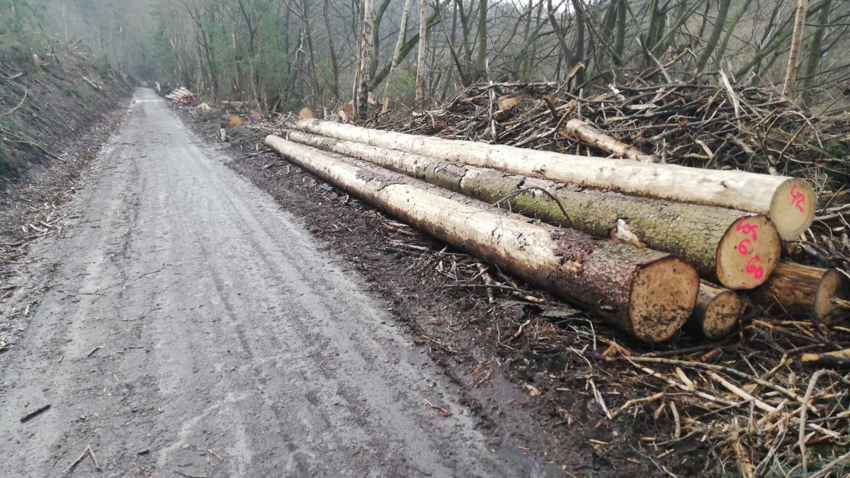 Ein matschiger Radweg und abgeholzte Bäume - so sieht es auf dem 1,2 Kilometer langen betroffenen Abschnitt auf dem Radweg von Attendorn nach Finnentrop aus. von Adam Fox