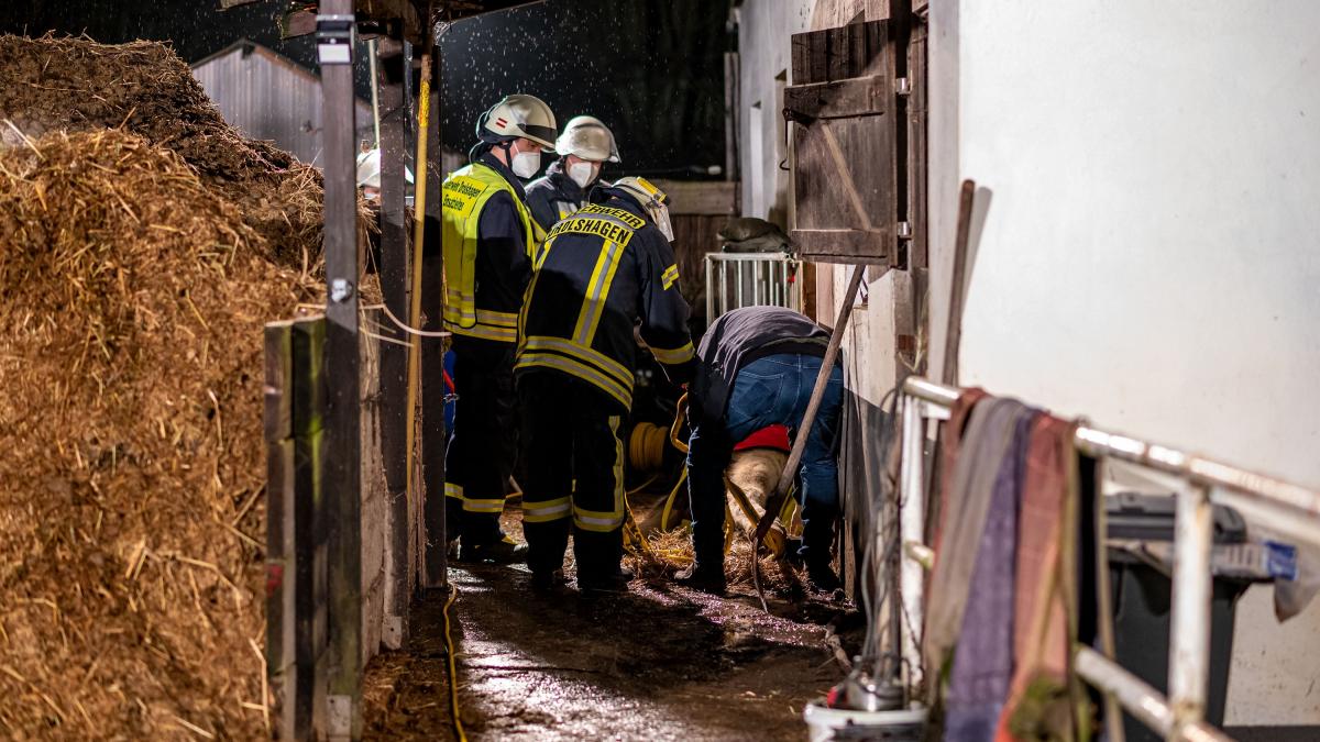 Die Freiwillige Feuerwehr Drolshagen half dem gestürzten Pferd Atrax wieder auf die Beine, weil es sich nicht selbst aus seiner misslichen Lagen befreien konnte. von Markus Klümper