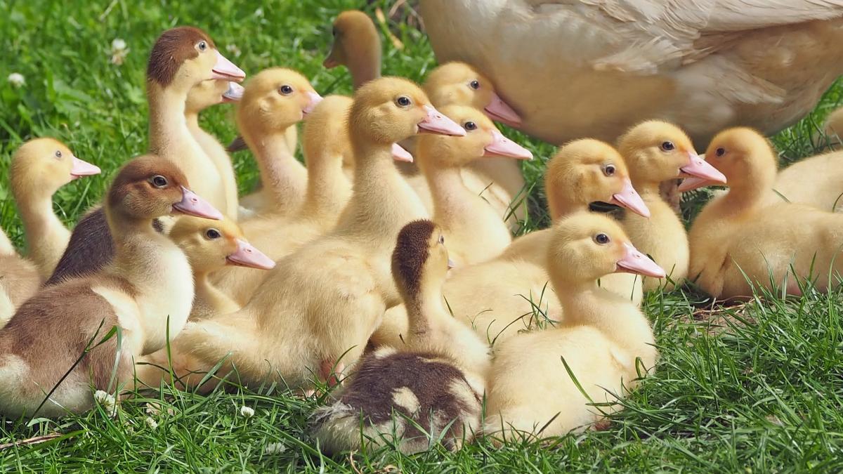 Seit März hat die Geflügelpest NRW erreicht.  von Pixabay.com