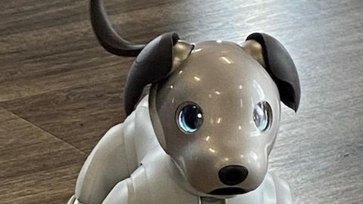 Große Kulleraugen und Neugierde: Roboter-Hund „Aibo“ animiert zur Kommunikation.  von privat